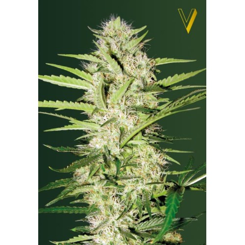 Семена Victory seeds Auto Cheese autofem 10 шт. - цены, описание в интернет-магазине Dutch Seeds