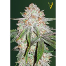 Victory seeds Auto Chocolope autofem