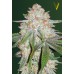 Семена Victory seeds Auto Chocolope autofem 10 шт. - цены, описание в интернет-магазине Dutch Seeds