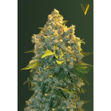 Victory seeds Auto Chronic XXL autofem