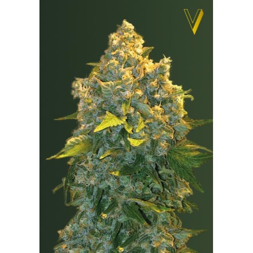 Семена Victory seeds Auto Chronic XXL autofem 10 шт. - цены, описание в интернет-магазине Dutch Seeds