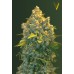 Семена Victory seeds Auto Chronic XXL autofem 10 шт. - цены, описание в интернет-магазине Dutch Seeds