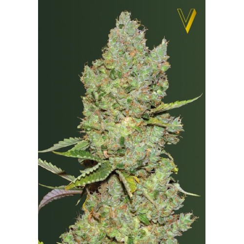 Семена Victory seeds Auto Critical autofem 10 шт. - цены, описание в интернет-магазине Dutch Seeds