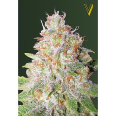 Victory seeds Auto Great White Shark autofem