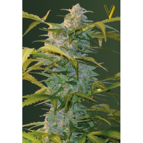 Семена Victory seeds Auto Heaven autofem 10 шт. - цены, описание в интернет-магазине Dutch Seeds