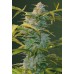 Семена Victory seeds Auto Heaven autofem 10 шт. - цены, описание в интернет-магазине Dutch Seeds