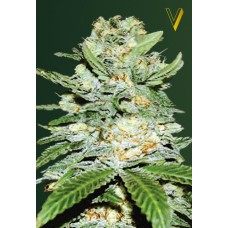 Victory seeds Auto Jack Herrer autofem