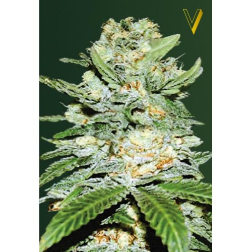 Семена Victory seeds Auto Jack Herrer autofem 10 шт. - цены, описание в интернет-магазине Dutch Seeds