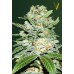 Семена Victory seeds Auto Jack Herrer autofem 10 шт. - цены, описание в интернет-магазине Dutch Seeds