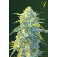 Victory seeds Auto Northern Light autofem