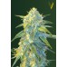 Семена Victory seeds Auto Northern Light autofem 10 шт. - цены, описание в интернет-магазине Dutch Seeds