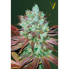 Victory seeds Auto NYV Diesel autofem