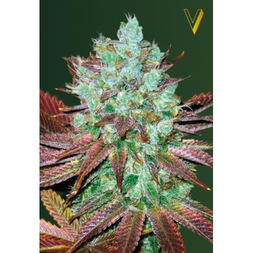 Семена Victory seeds Auto NYV Diesel autofem 10 шт. - цены, описание в интернет-магазине Dutch Seeds