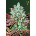 Семена Victory seeds Auto NYV Diesel autofem 10 шт. - цены, описание в интернет-магазине Dutch Seeds