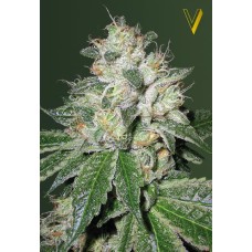 Victory seeds Auto OG Kush autofem