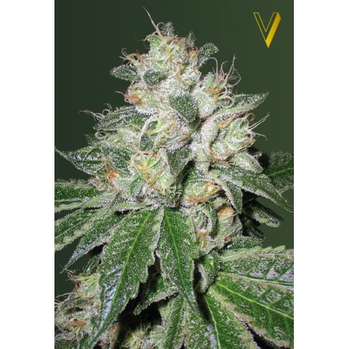 Семена Victory seeds Auto OG Kush autofem 10 шт. - цены, описание в интернет-магазине Dutch Seeds