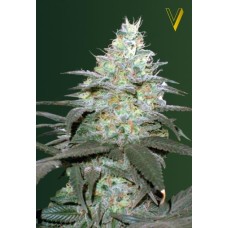 Victory seeds Auto Original Blueberry autofem