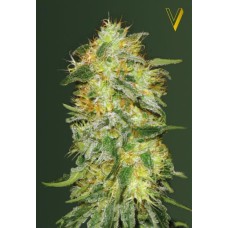 Victory seeds Auto Original Lemon Skunk autofem