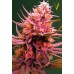 Семена Victory seeds Auto Somango autofem 10 шт. - цены, описание в интернет-магазине Dutch Seeds