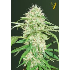 Victory seeds Auto Super Mazar autofem