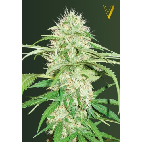 Семена Victory seeds Auto Super Mazar autofem 10 шт. - цены, описание в интернет-магазине Dutch Seeds