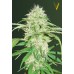 Семена Victory seeds Auto Super Mazar autofem 10 шт. - цены, описание в интернет-магазине Dutch Seeds