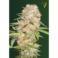 Victory seeds Auto Super Skunk autofem