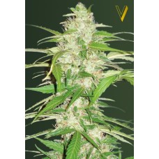 Victory seeds Auto Ultra Power Plant autofem