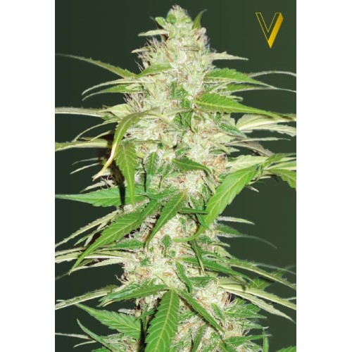 Семена Victory seeds Auto Ultra Power Plant autofem 10 шт. - цены, описание в интернет-магазине Dutch Seeds