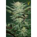 Семена Victory seeds Auto White Widow autofem 10 шт. - цены, описание в интернет-магазине Dutch Seeds