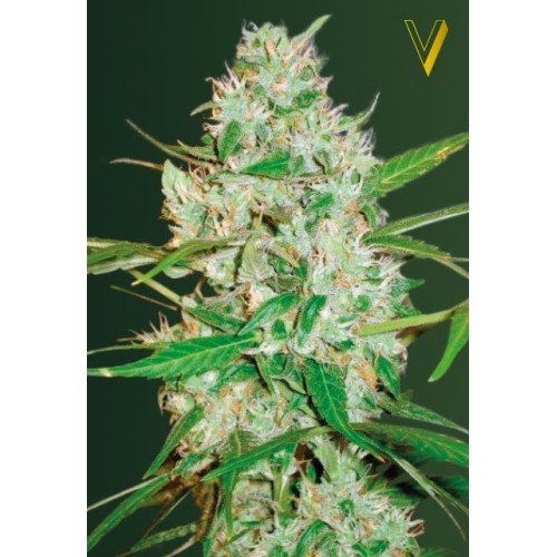 Семена Victory seeds Auto White Russian XXL autofem 10 шт. - цены, описание в интернет-магазине Dutch Seeds