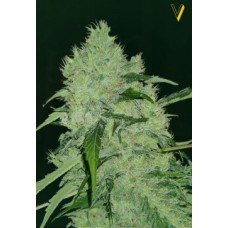 Victory seeds Bubblegum + fem