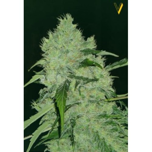 Семена Victory seeds Bubblegum + fem 5 шт. - цены, описание в интернет-магазине Dutch Seeds