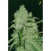 Семена Victory seeds Bubblegum + fem 5 шт. - цены, описание в интернет-магазине Dutch Seeds