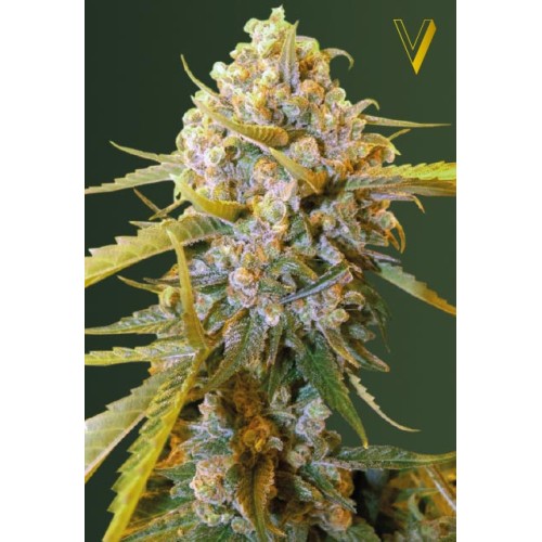 Семена Victory seeds Biggest Bud fem 10 шт. - цены, описание в интернет-магазине Dutch Seeds