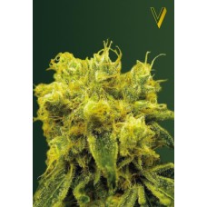 Victory seeds Blue Dream fem