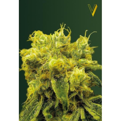 Семена Victory seeds Blue Dream fem 10 шт. - цены, описание в интернет-магазине Dutch Seeds