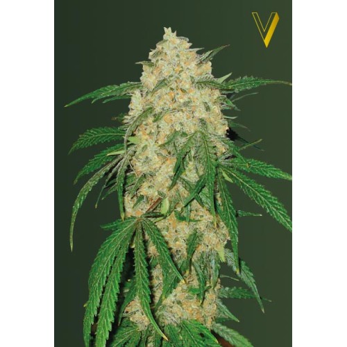 Семена Victory seeds Bubblegum + fem 10 шт. - цены, описание в интернет-магазине Dutch Seeds