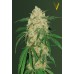 Семена Victory seeds Bubblegum + fem 10 шт. - цены, описание в интернет-магазине Dutch Seeds