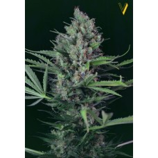 Victory seeds Caramel fem