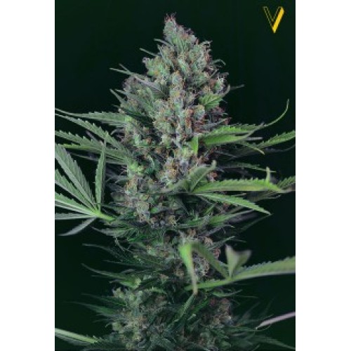 Семена Victory seeds Caramel fem 5 шт. - цены, описание в интернет-магазине Dutch Seeds