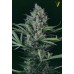 Семена Victory seeds Caramel fem 5 шт. - цены, описание в интернет-магазине Dutch Seeds