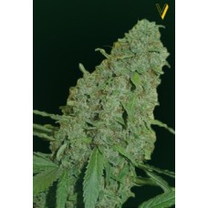 Victory seeds Cheese fem