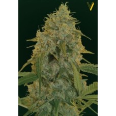 Victory seeds Chocolope fem