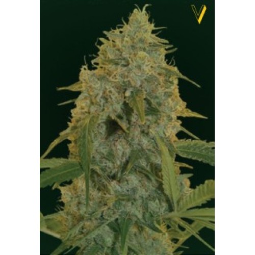 Семена Victory seeds Chocolope fem 5 шт. - цены, описание в интернет-магазине Dutch Seeds