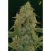 Семена Victory seeds Chocolope fem 5 шт. - цены, описание в интернет-магазине Dutch Seeds