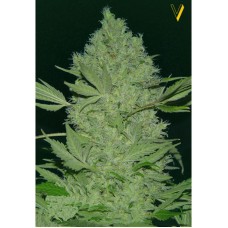 Victory seeds Chronic XXL fem