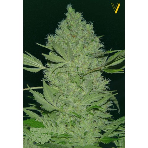 Семена Victory seeds Chronic XXL fem 5 шт. - цены, описание в интернет-магазине Dutch Seeds