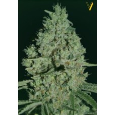 Victory seeds Critical fem