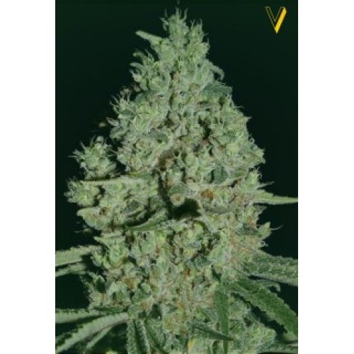 Семена Victory seeds Critical fem 5 шт. - цены, описание в интернет-магазине Dutch Seeds